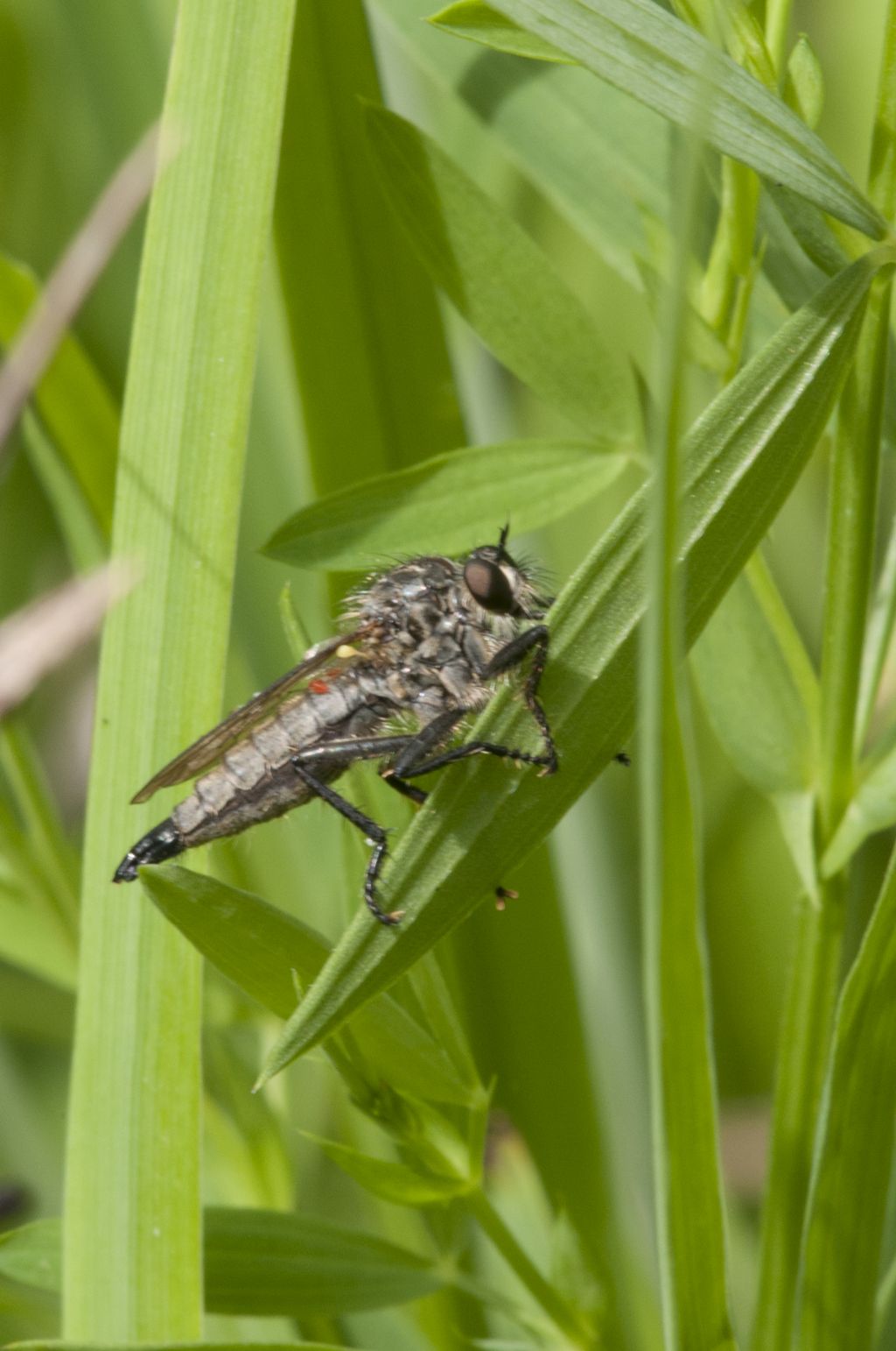 Asilidae  Didysmachus picipes?